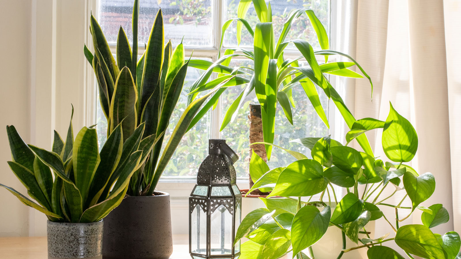 Fertilizers and Their Importance for Houseplants: A Comprehensive Guide to Choosing and Applying the Best Plant Food